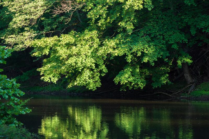 Leaves, Hunterdon County, New Jersey